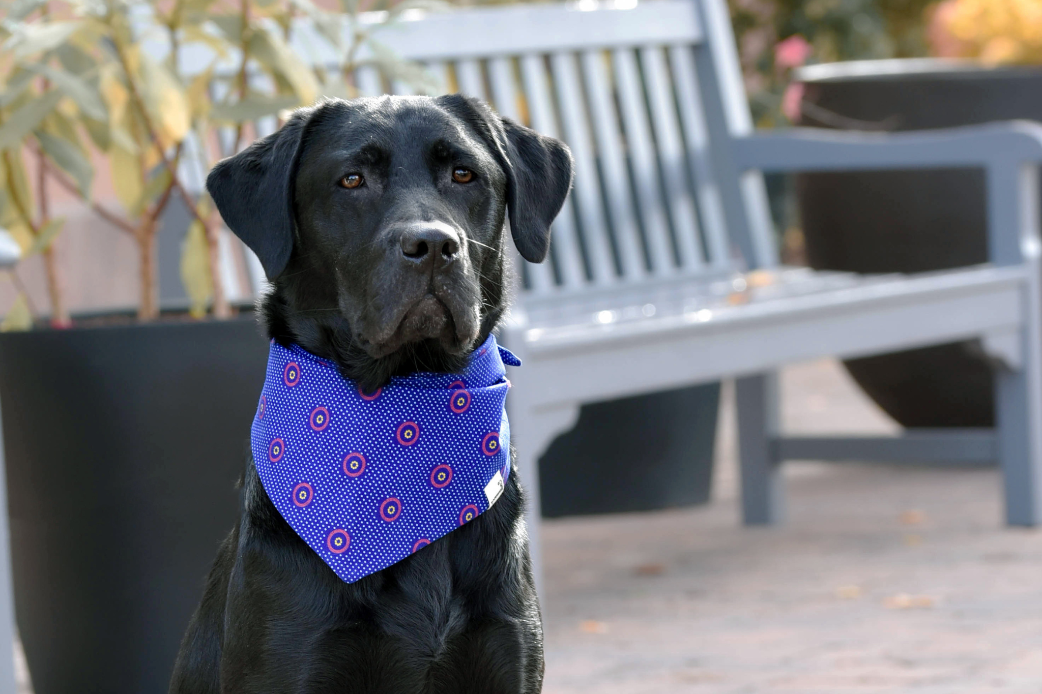 Bandana in Dark Blue Shweshwe