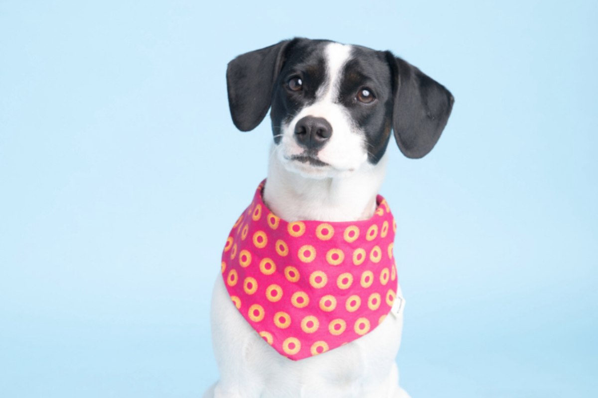 Bandana in Pink Shweshwe