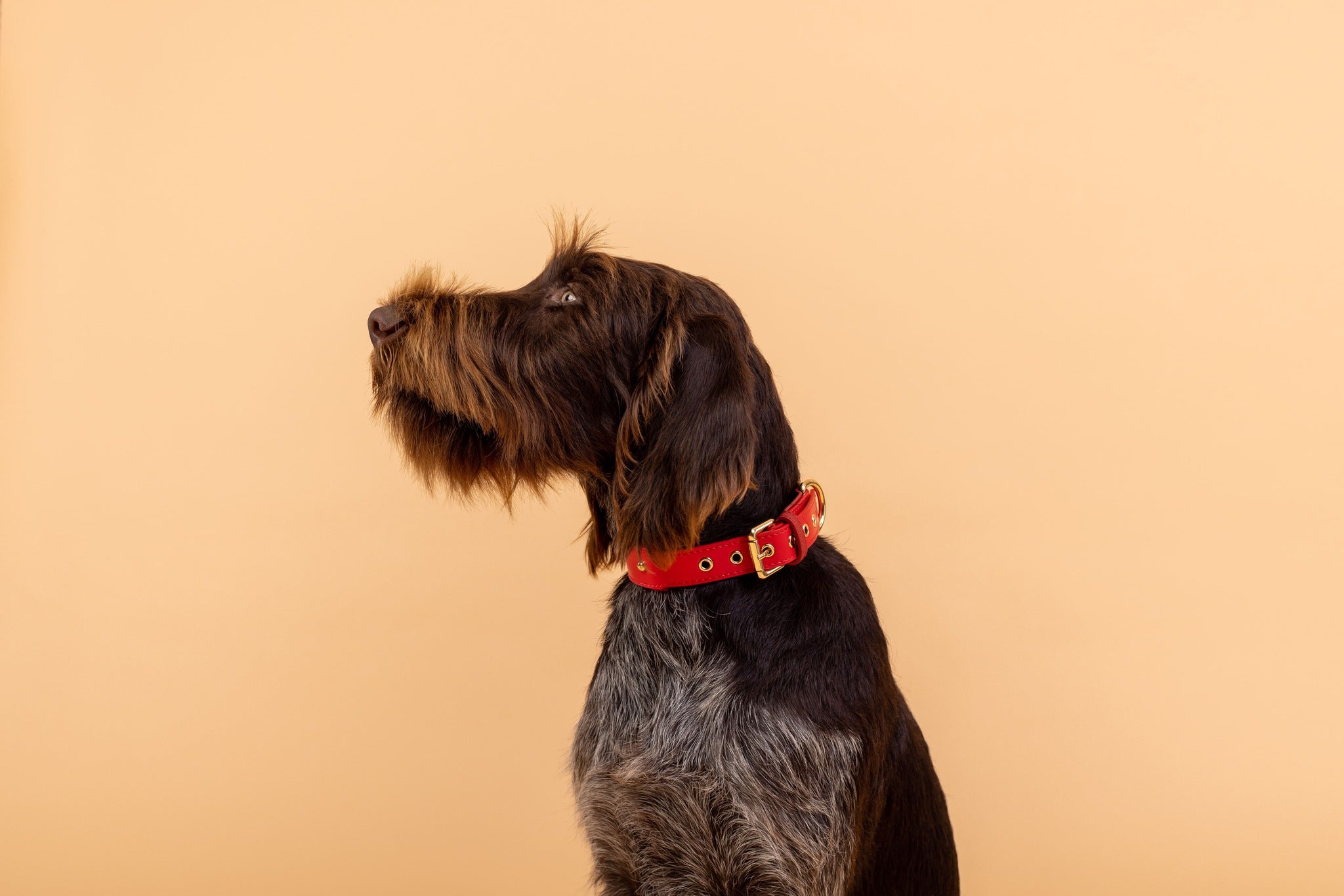 Apple Leather Collar in Festive Red
