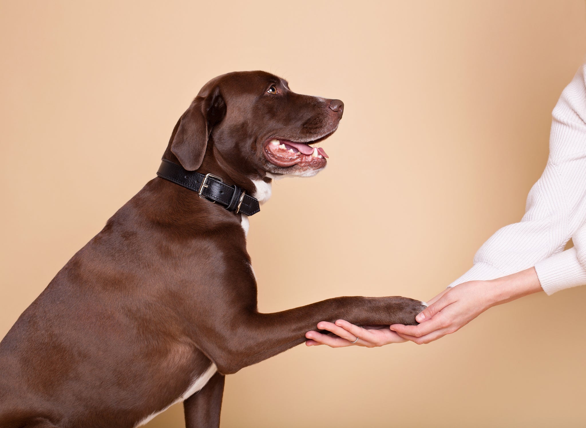 Paw and Nose Balm- Fragrance Free