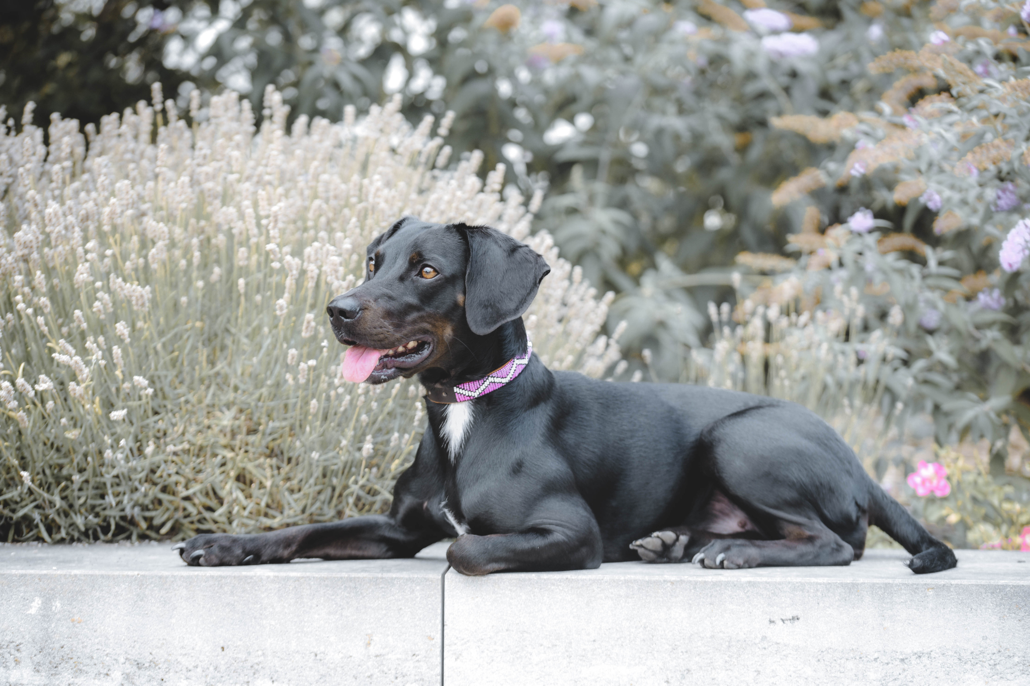 Beaded Collars