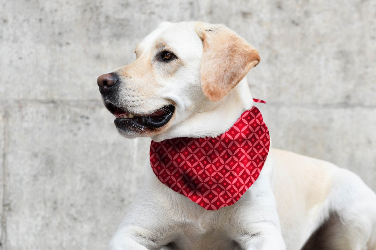 Bandana & Scrunchie in Festive Red