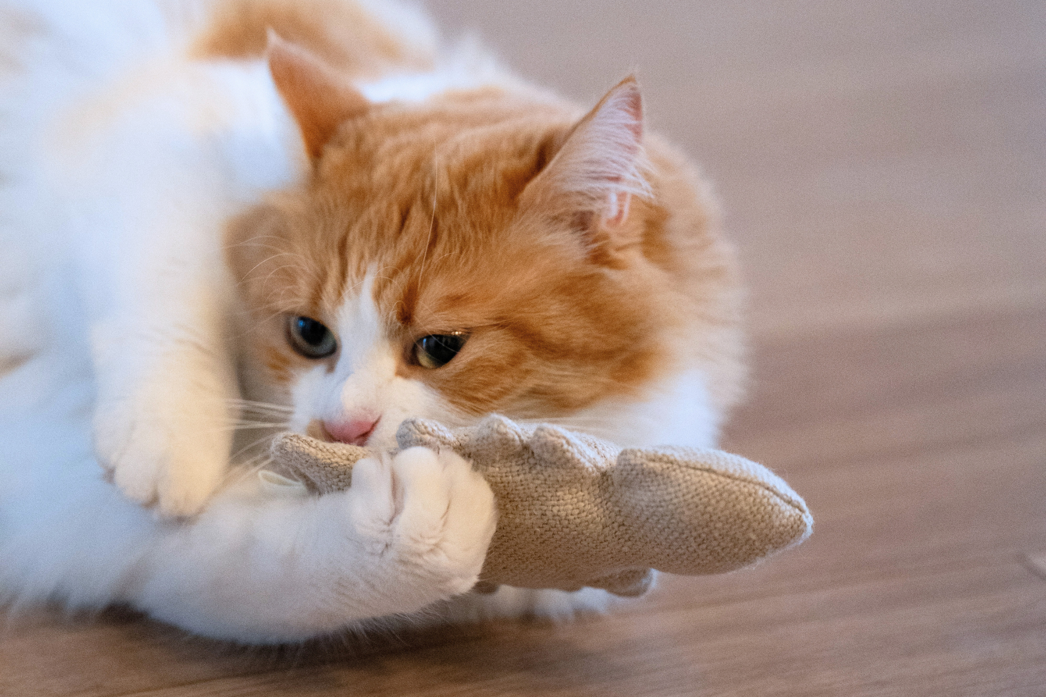 Fischgräten Katzenspielzeug | 2er-Set