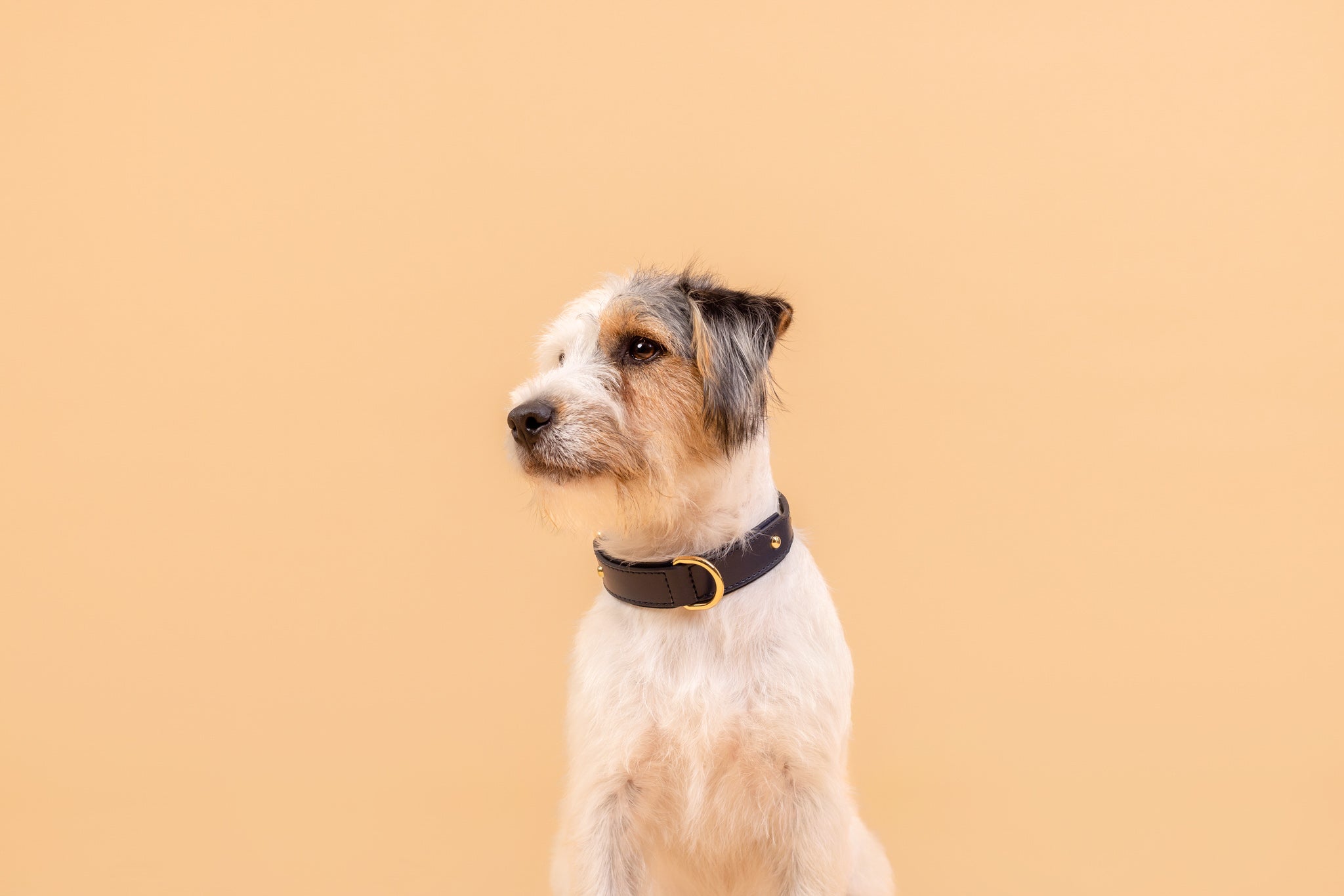 Apple Leather Collar in Royal Blue