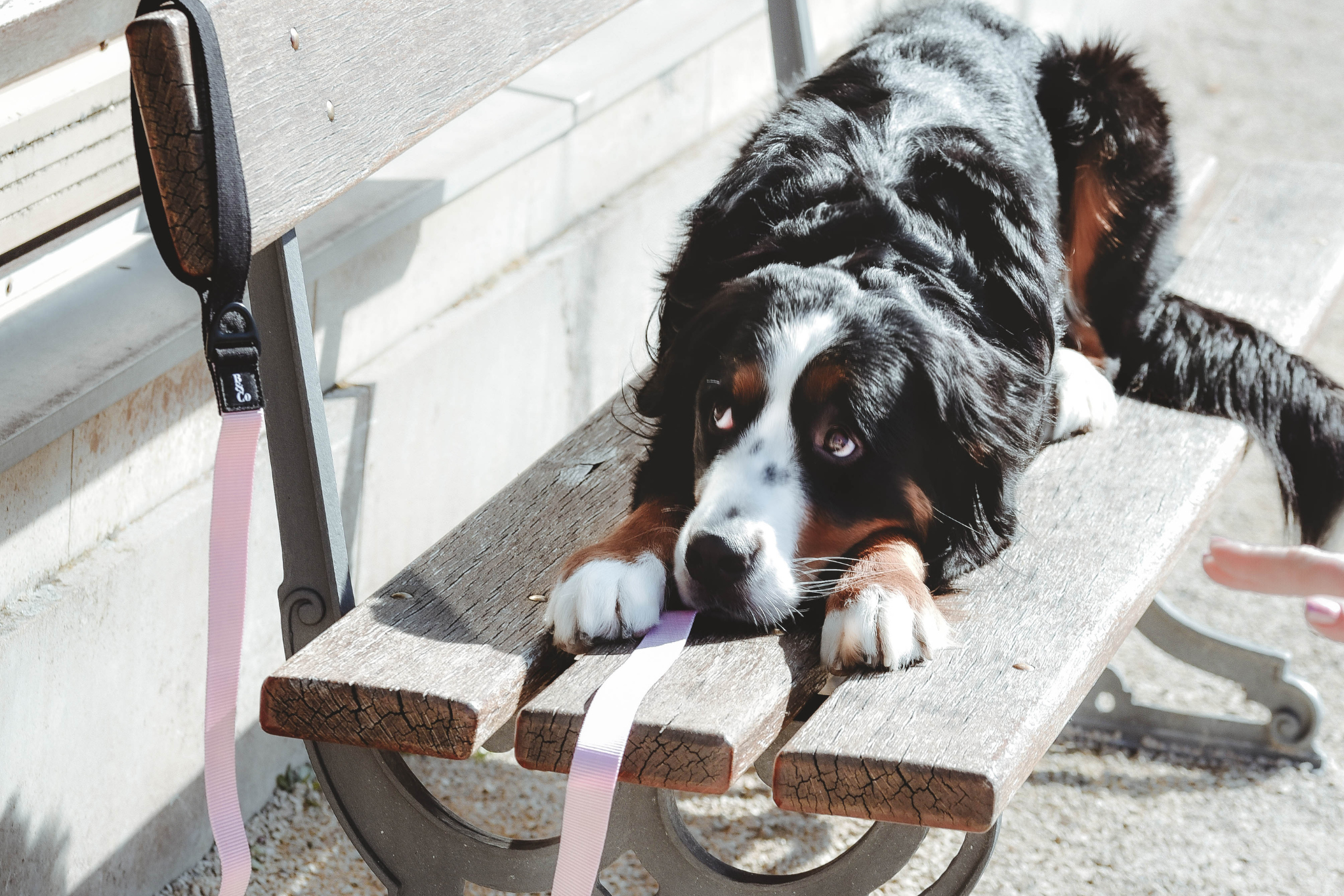 Streetstyle Leash in Candy Pink & Black