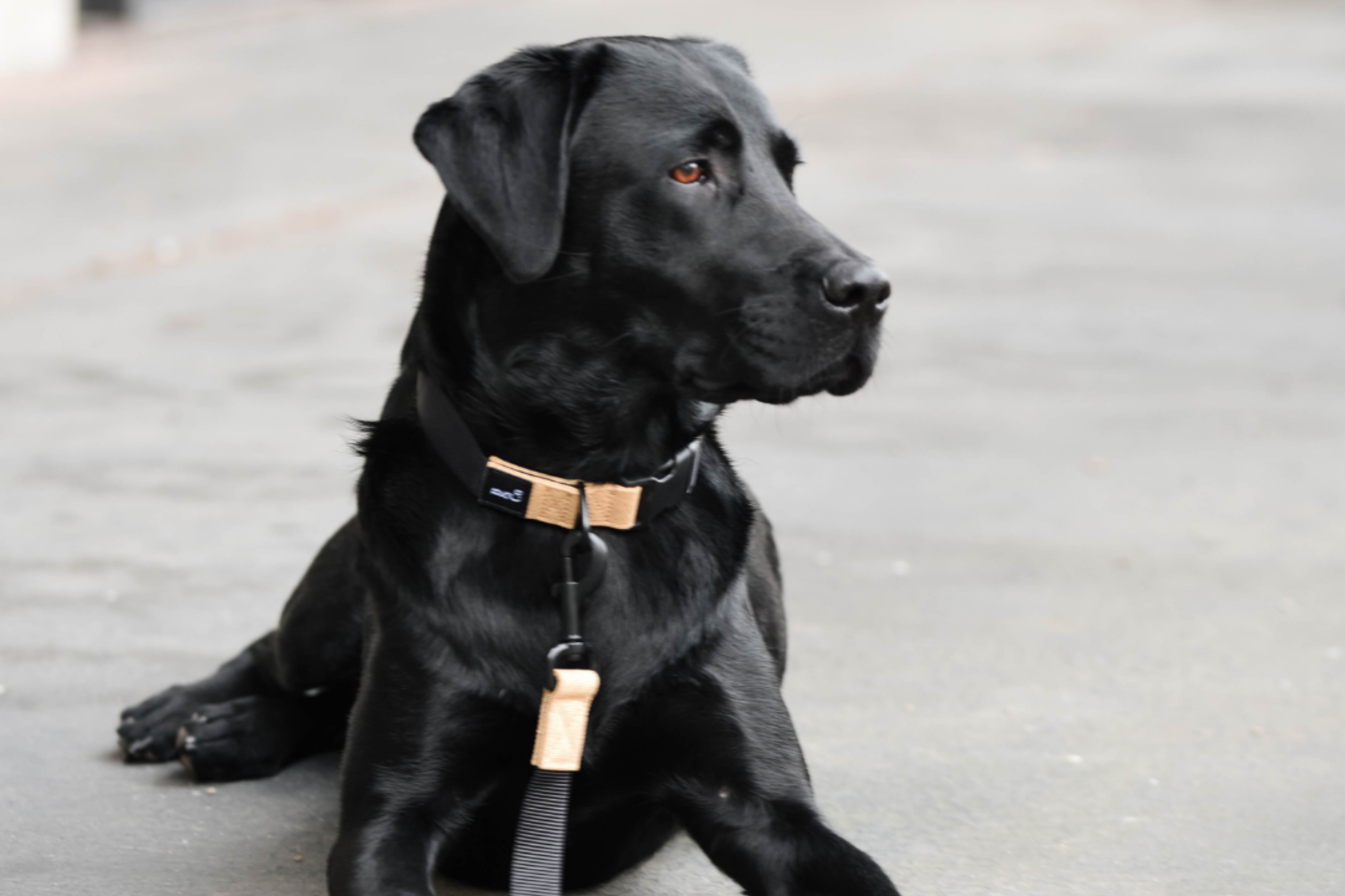 Streetstyle Collar in Biscotti & Black