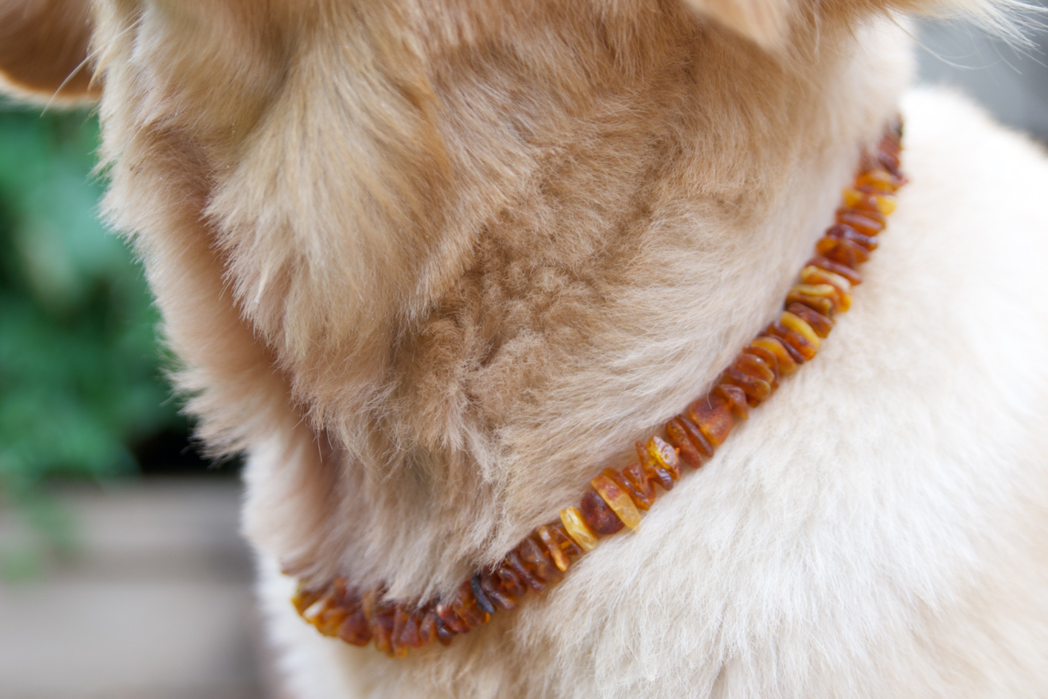 Baltic Amber Collar with African Jade