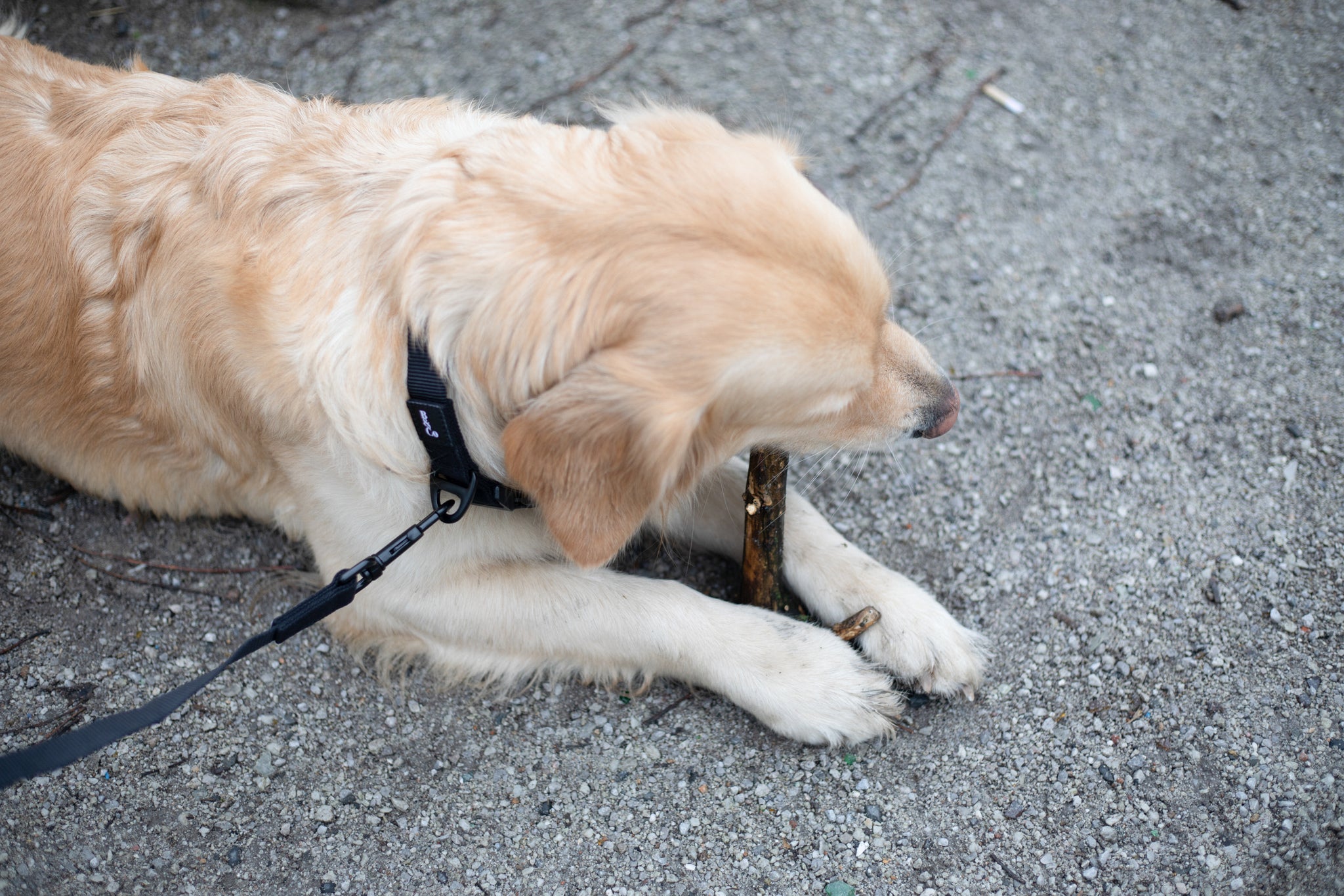 Streetstyle Leash in Black