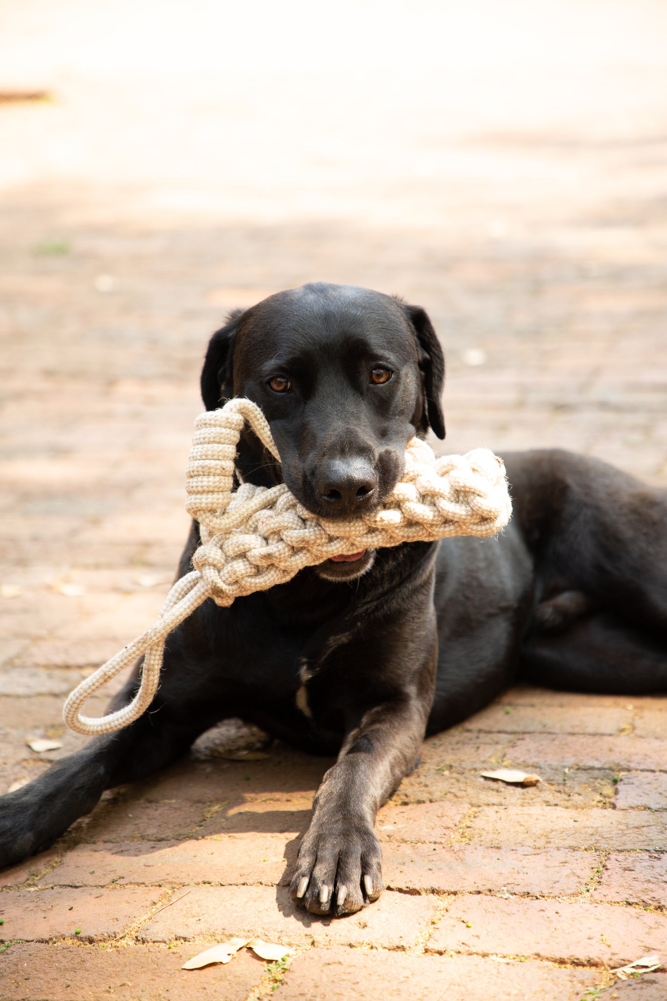 Natural Cotton & Jute Toys